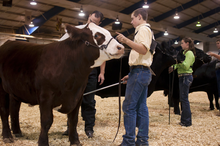 4-H cattle show