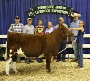 Phyllis Ferguson's daughter, Haylee, showing cattle