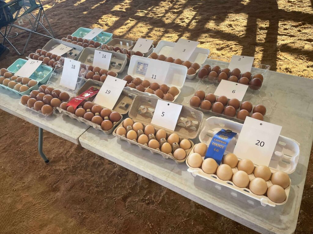 Cannon County 4-H Chick Chain