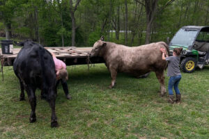 Robert Elliott's daughters, Meredith and Bailey, work their steers for upcoming shows.