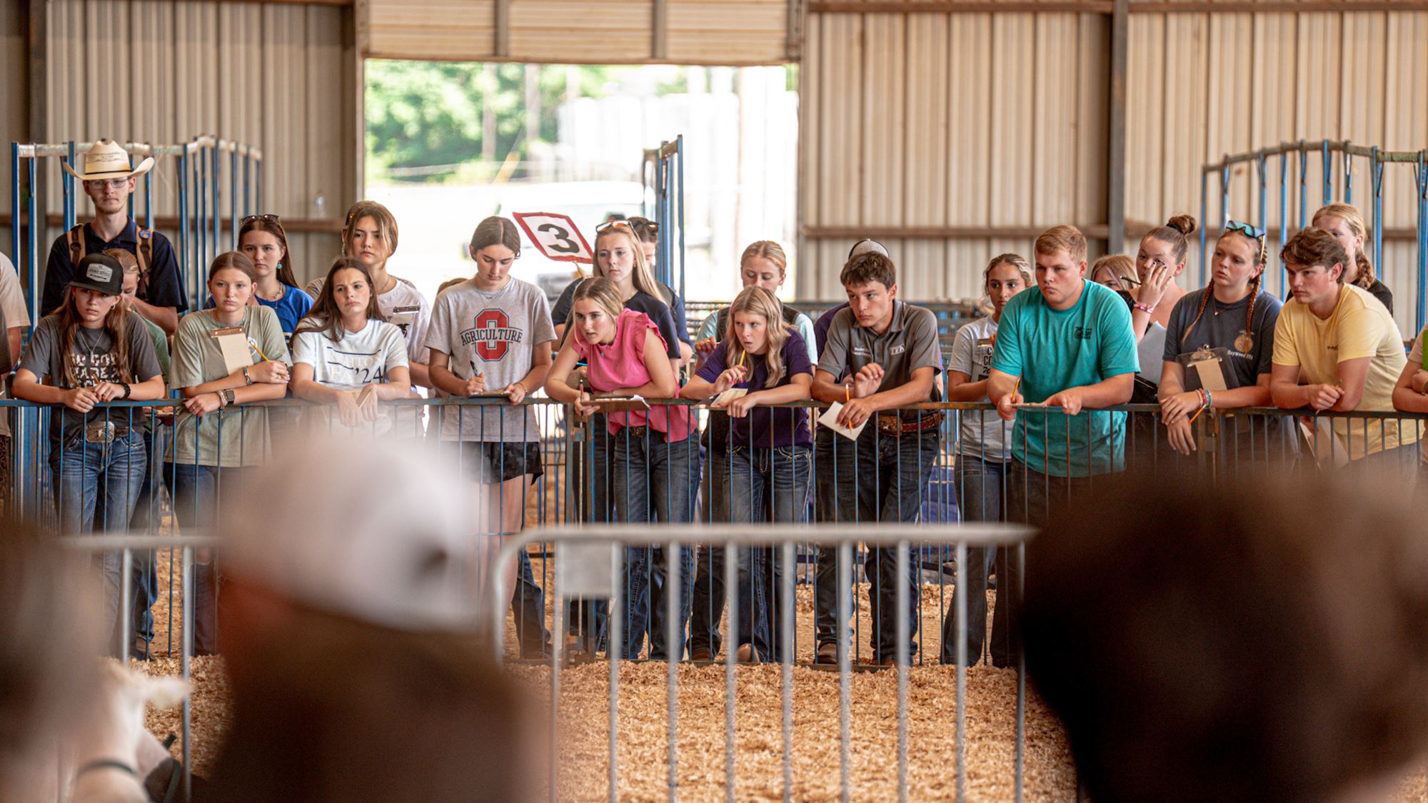 4-H'ers judging livestock