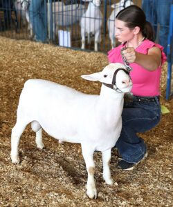 State Fair Sheep Show