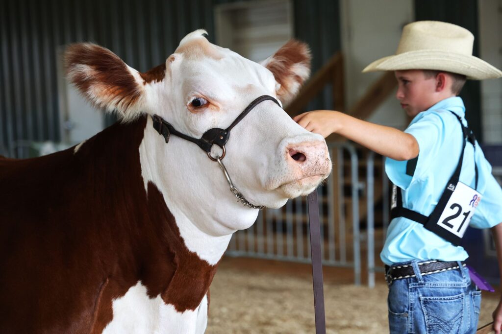 State Fair Beef Show